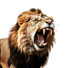 Aggressive Panthera leo isolated, roaring with fangs exposed.