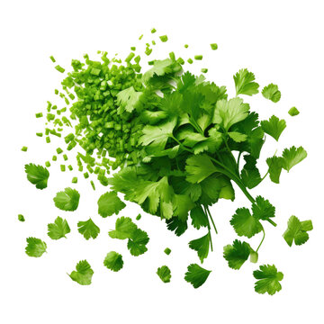 Chopped cilantro, raw parsley, chervil, and coriander pieces.