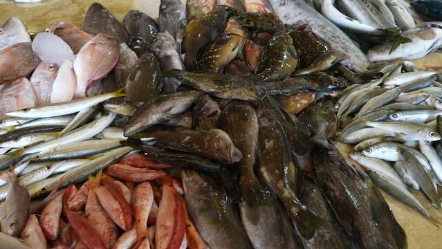 Fishes in the local fish market North Governorate Tripoli Lebanon
