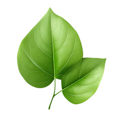 Green leaf with white petioles.