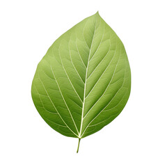 Obraz premium Green leaf with white petioles.