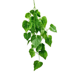 Green leaves of Javanese treebine or Grape ivy, an isolated hanging plant, with clipping path.