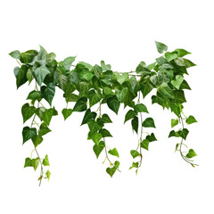Green leaves of the Javanese treebine, Grape ivy, hang from a jungle vine, creating a lush bush. It is isolated with a clipping path. - obrazy, fototapety, plakaty
