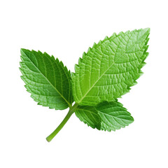 Isolated mint leaf, fully in focus.