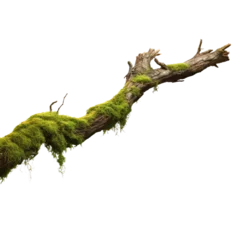 Papier Peint photo Herbe isolated, side view of rotten branch covered in green moss.