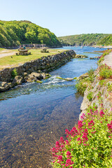 Red valerian growing beside the River Solva entering Solva Harbour at Solva at Solva in the...