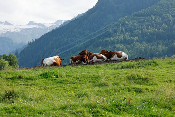 Berglandschaft bei Kaprun mit einer Kuhherde im Vordergrund