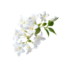 Naklejka na ściany i meble White Jasmine flower levitating on blue background. High resolution.