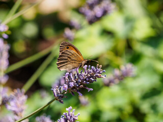 Schmetterling auf einem Lavendelblütenstand
