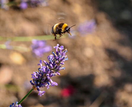 Hummel fliegt zur Lavendelbl&uuml;te
