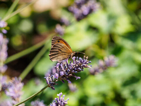 Schmetterling auf einem Lavendelbl&uuml;tenstand