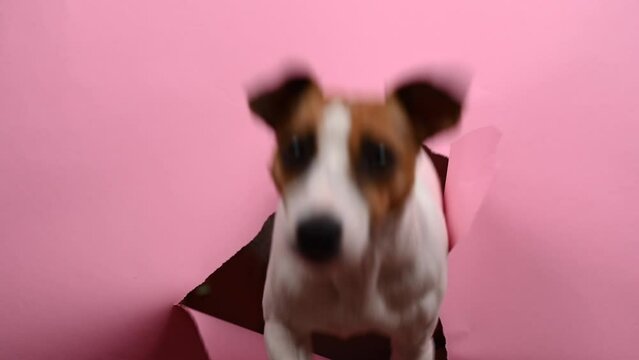 Funny jack russell terrier dog tears and crawls out of a pink paper background. 