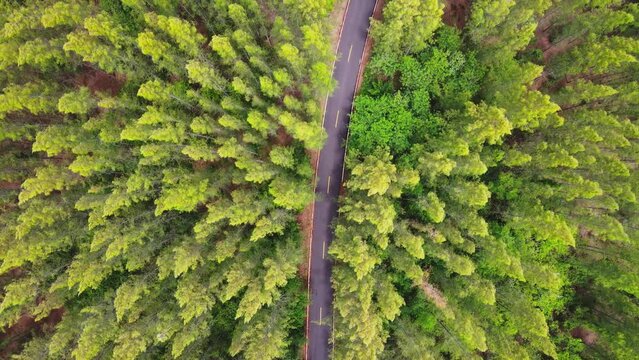Aerial view drone shot flying over asphalt road in pine tree forest. 