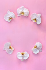 Fototapeta na wymiar White pink flowers orchid on pink paper background with space for text. Top view, flat lay