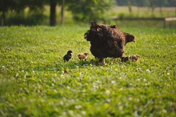 Baby chickens with their mother hen on a small farm in Ontario, Canada.