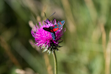 Hufeisenkleewidderchen beim Nektarsaugen auf einer Distel