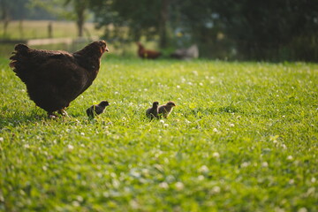 Baby chickens with their mother hen on a small farm in Ontario, Canada. © Erika Norris