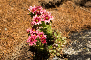rot blühende Hauswurz im Fels