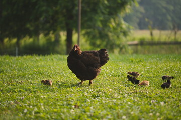 Baby chickens with their mother hen on a small farm in Ontario, Canada.