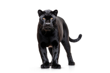 Obraz premium panther isolated on white background