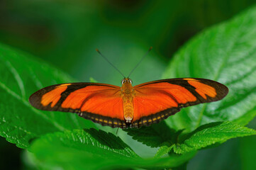 Fototapeta na wymiar Julia butterfly male resting on green leaves, dorsal view.