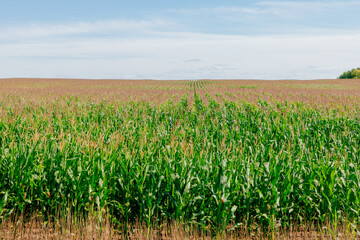 Sunny, warm weather along with good rains has made for a bumper corn crop