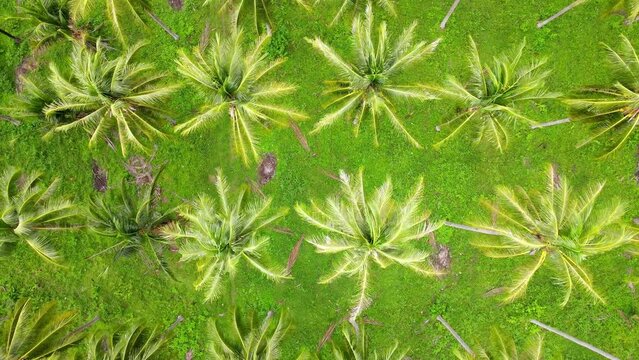 Coconut tree forest aerial top view. Drone rise up  above texture in nature.