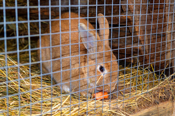 Rabbit in a cage on a farm. A farm for raising fur animals in captivity. Rabbit eat carrots