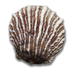 White and brown seashell, isolated on transparent or white background, png