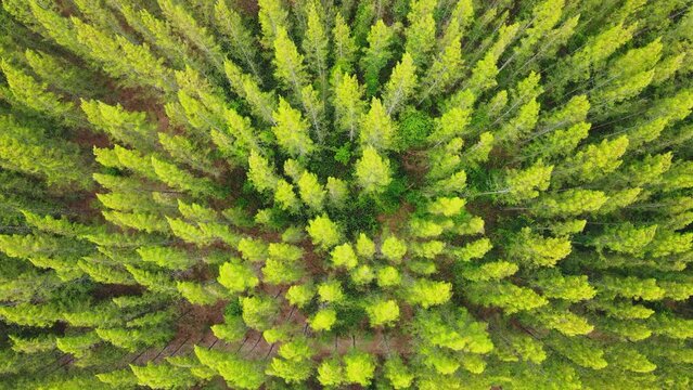 Pine forest aerial top view fly over shot Thailand.