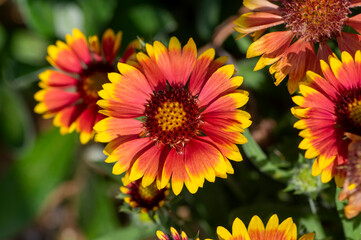 Gaillardia aristata red yellow flower in bloom, common blanketflower flowering plant, group of petal flowers