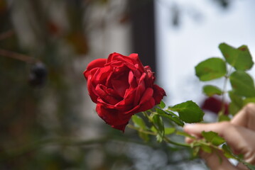 Red rose closeup with a hand holding it 
