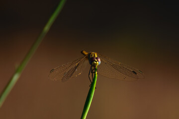 Dragonfly posing for me in La Bisbal