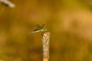 Dragonfly posing for me in La Bisbal