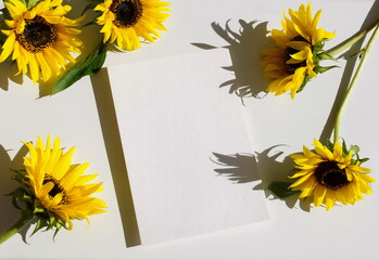 Card mockup, sunflowers top view on white background with sunlight shadow. flatlay. copy space. Blank, greeting card template.