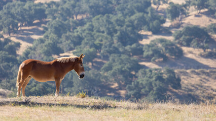 Mule Standing Alone Over a Canyon