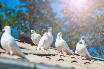 pigeons white thoroughbred sitting on the roof
