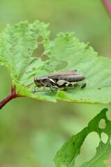closeup the brown grasshopper hold on ladyfinger plant leaf in the farm soft focus natural green brown background.