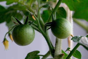Indoor tomatoes with beautiful green fruits