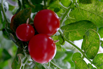 Indoor tomatoes with beautiful red fruits