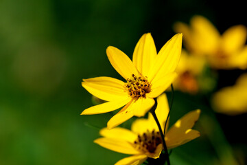 Summer yellow flowers close-up