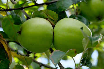 Apples ripen on a branch