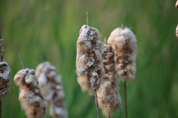 Puffy cattails 