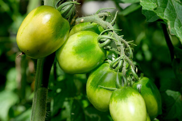 Tomatoes ripen on a branch