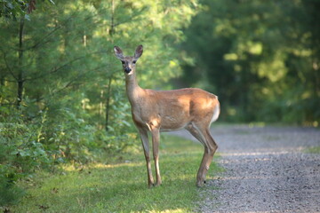 Young doe in woods