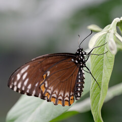 Fototapeta na wymiar Beautiful butterfly with spread wings