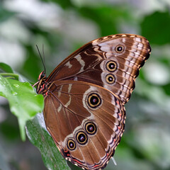 Beautiful butterfly with spread wings