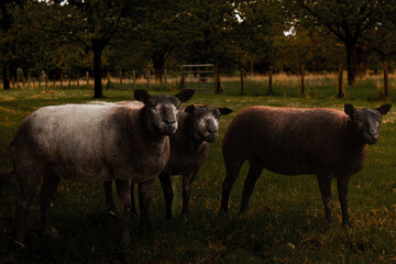 Fototapeta premium sheep in the field