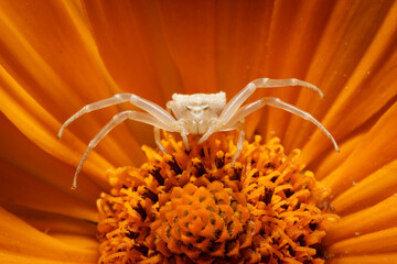 The flower crab spider (Misumena vatia) inside of orange petals. Macro photography of tiny insect being in aggressive protection or hunting pose. Wildlife in European garden. - 632712746