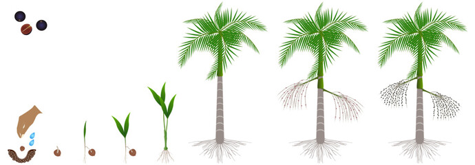 Cycle of growth of acai palm tree on a white background.